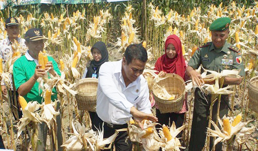 Sukses Petani Jagung NTB Atasi Dampak El Nino Diapresiasi Lembaga Asing